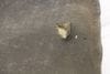 Hood Insulation / Sound Blanket 51486989301 — photo 2