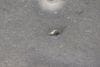 Hood Insulation / Sound Blanket 51489175051 — photo 2
