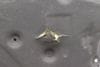 Hood Insulation / Sound Blanket 51486989301 — photo 2