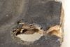 Engine Heat Shield 11147648893 — photo 2