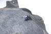 Fender Liner / Wheel Housing Cover 9Y0810971G — photo 8