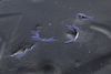 Hood Insulation / Sound Blanket 51487380520 — photo 1