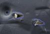 Hood Insulation / Sound Blanket 51487380520 — photo 2